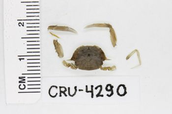 Media type: image;   Invertebrate Zoology CRU-4290 Description: Preserved specimen.;